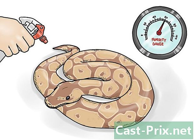 Jak se starat o královský python - Vodítka