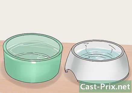 Ako sa starať o domácu líšku - Vodítka