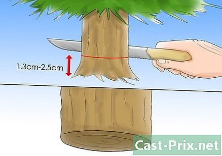 Как ухаживать за елкой