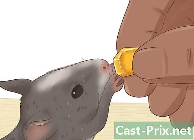 Cómo cuidar a un ratón salvaje - Guías