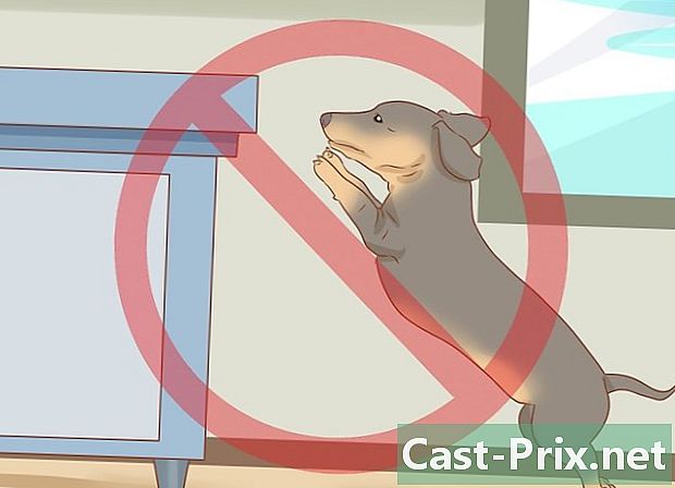 Como cuidar de um dachshund