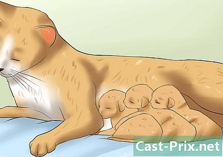 Como cuidar de um gato em lactação - Guias