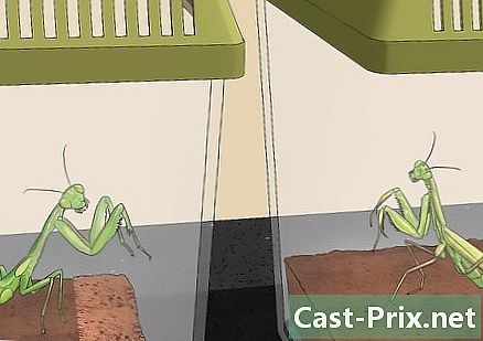 Hvordan ta vare på en bedende mantis - Guider