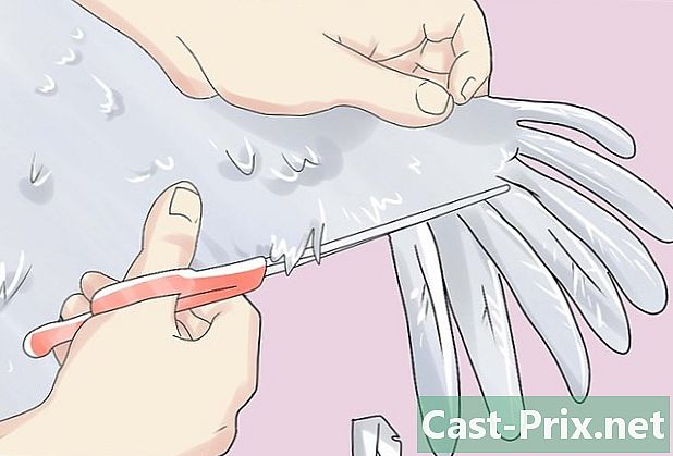 Cum să ai grijă de o gâscă - Ghiduri