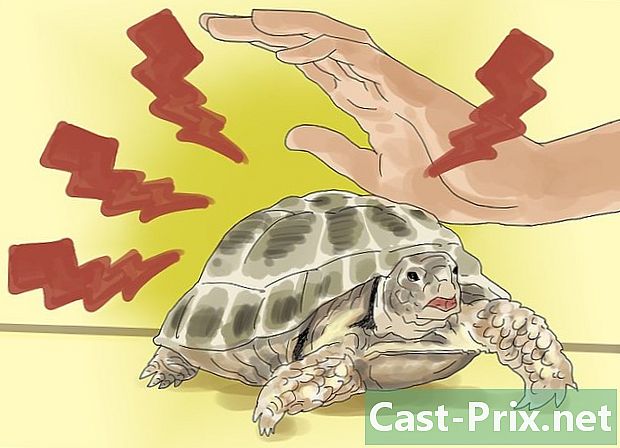 Wie man sich um eine Schildkröte kümmert - Führungen