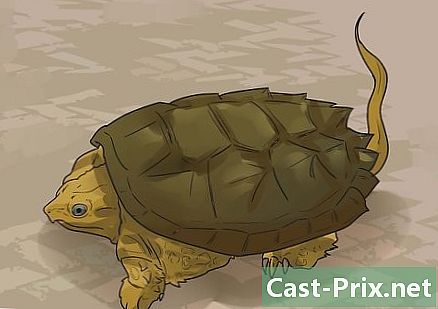 Wie man sich um eine Landschildkröte kümmert - Führungen