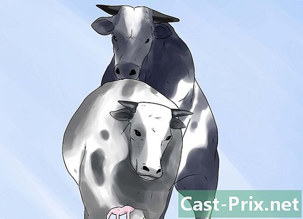 Как да се грижим за млечна крава