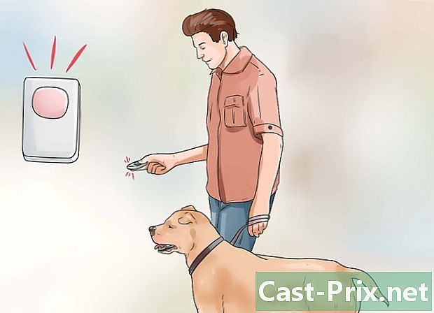 Ako chodiť dvaja psi