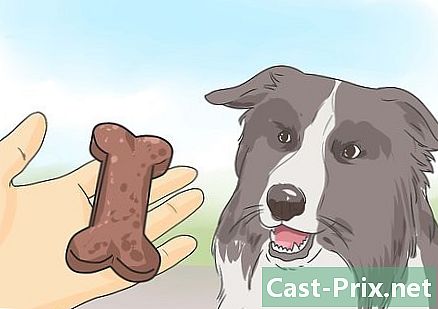 Cum să-și plimbe câinele - Ghiduri