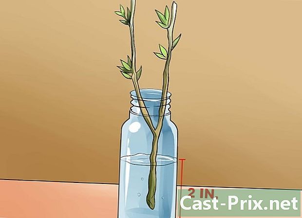 Hvordan forplante dalthea stiklinger - Guider