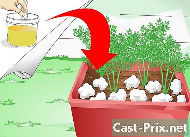 Cómo proteger las plantas en macetas contra los gatos - Guías