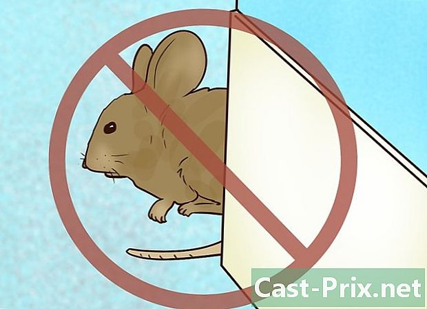 Cum să vă protejați grădina împotriva șobolanilor - Ghiduri
