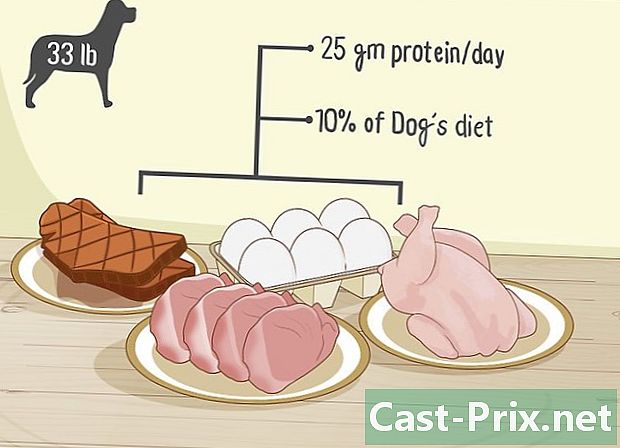 Bagaimana untuk menyediakan makanan buatan sendiri untuk anjing anda