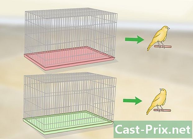Wie man den Käfig eines Kanarienvogels zubereitet