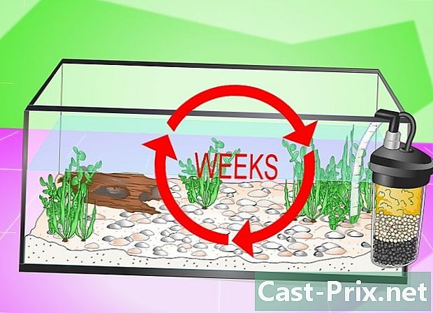 Cara menyiapkan akuarium (untuk ikan mas)