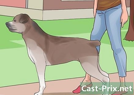 Cara mempersiapkan anjing untuk kontes anjing