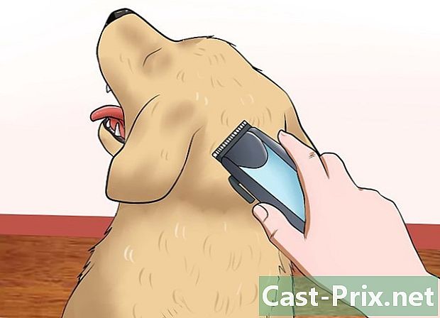 كيفية منع عقدة في الكلاب