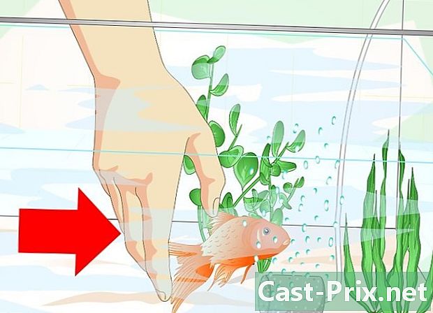 Làm thế nào để hồi sinh một con cá vàng