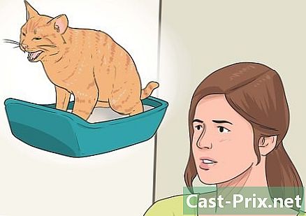 고양이에게 쓰레기를 다시 사용하도록 가르치는 방법