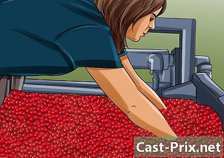 Как да събираме червени боровинки