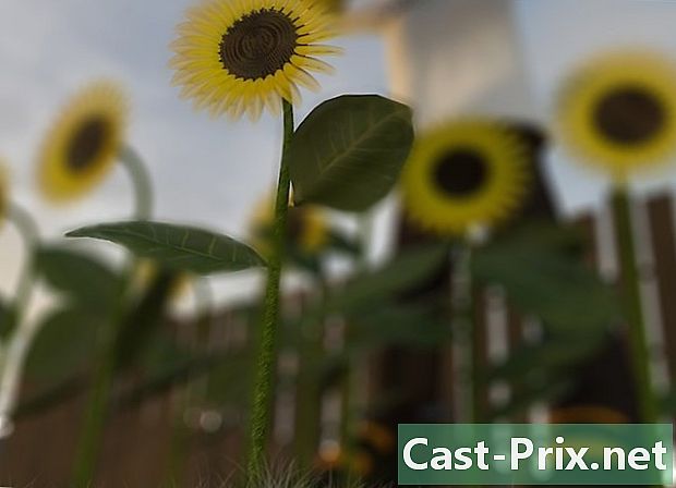 Как да събираме слънчогледови семки