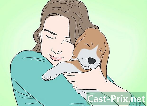 Hvordan man trøster en døende hund - Guider