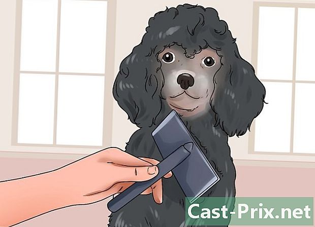 כיצד להפחית נשירת שיער מופרזת בכלבים