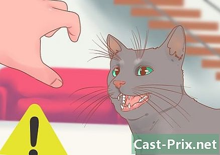 Cara mengurangi ketegangan pada kucing