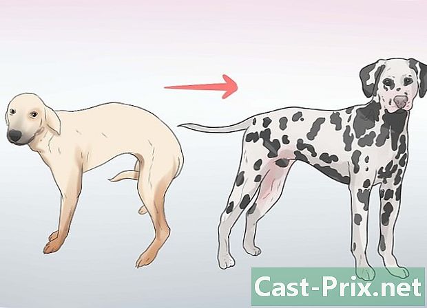 Hoe een verlegen hond revalideren