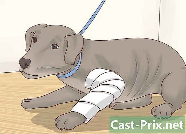 Bir köpek içinde anksiyete belirtileri tanımak nasıl - Kılavuzlar