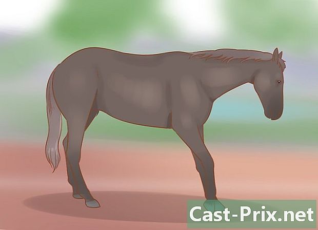 如何识别和治疗马中的椎板炎