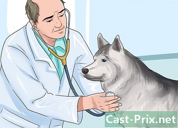 Como reconhecer a reabsorção embrionária em uma cadela