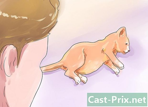 Cách nhận biết bệnh tim ở mèo - HướNg DẫN