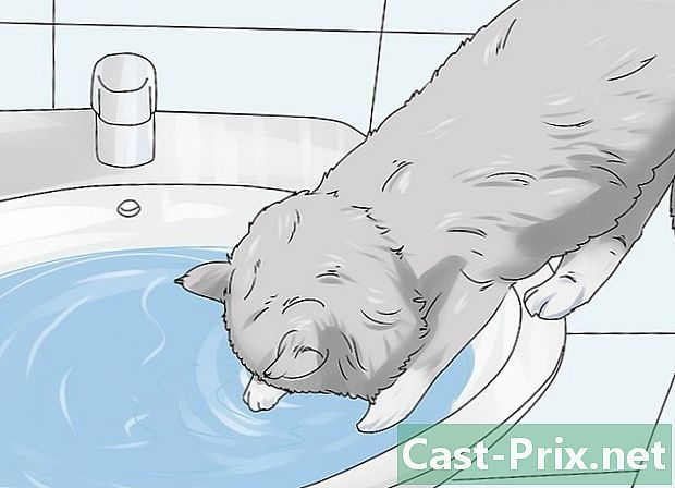 Πώς να αναγνωρίσετε μια σιβηρική γάτα
