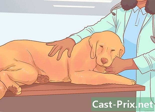 Як розпізнати епіліс у собак