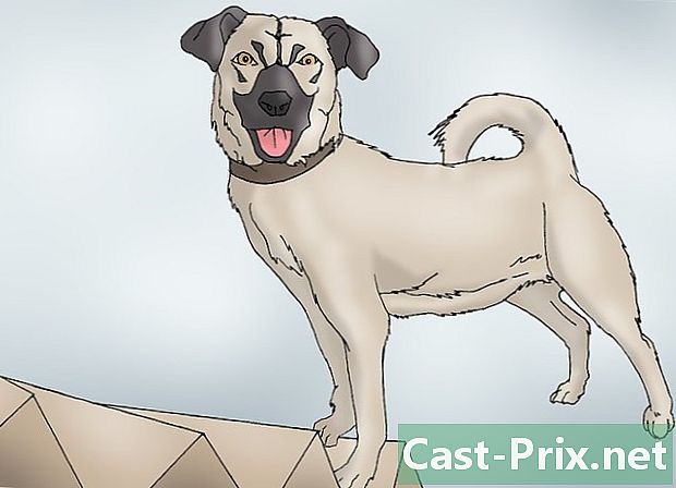 Bagaimana mengenali tanda-tanda displasia pinggul dalam anjing