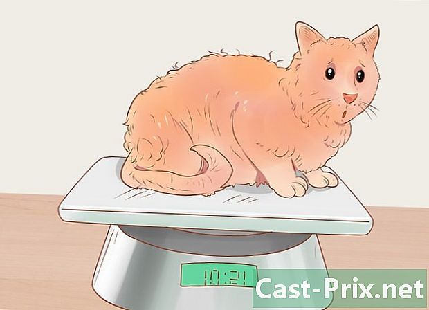 Cómo reconocer que tu gato está enfermo - Guías