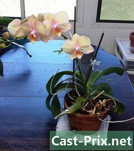 Cómo revivir una orquídea que ya no florece