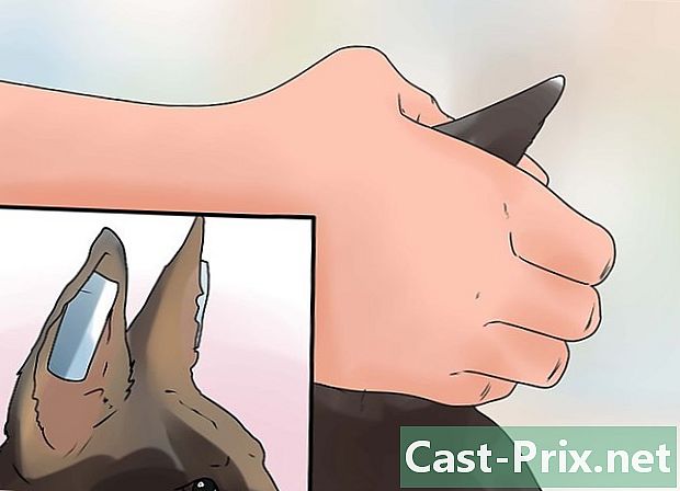 Cara meluruskan telinga anak anjing Gembala Jerman dengan selotip