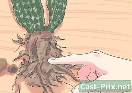 Jak repotovat kaktus
