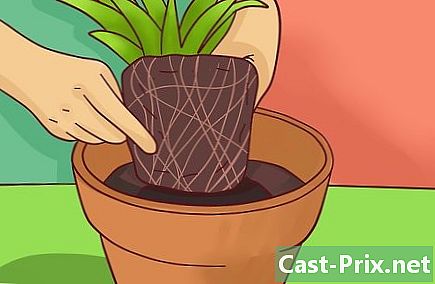 植物を簡単に植え替える方法