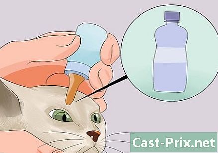Як зробити хутро своєї кішки більш м’яким і яскравим - Напрямні