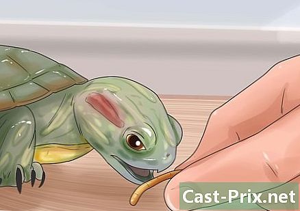 Hoe een schildpad gelukkig te maken