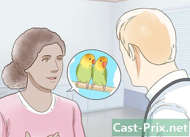 Cum să reproducă păsări de dragoste