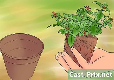 Hoe bruine tips van kamerplanten te verwijderen