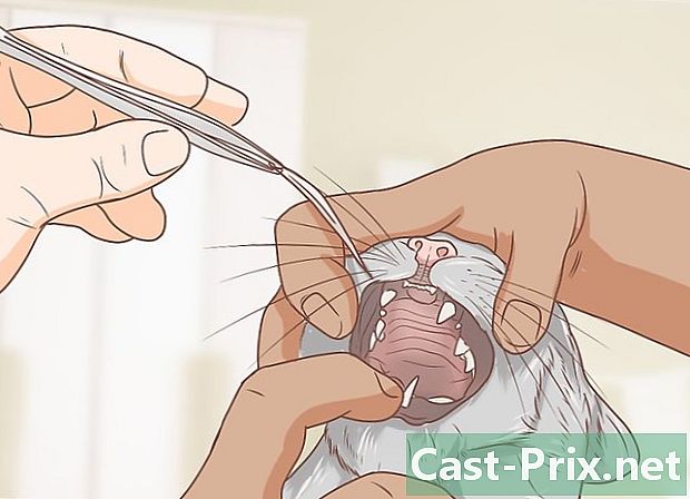 Hur man tar bort en främmande kropp från andningsorganen i en katt