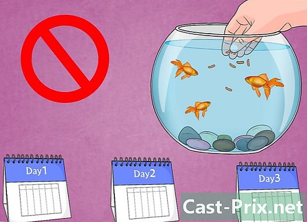 Cómo resolver problemas de vejiga natatoria en peces de colores - Guías
