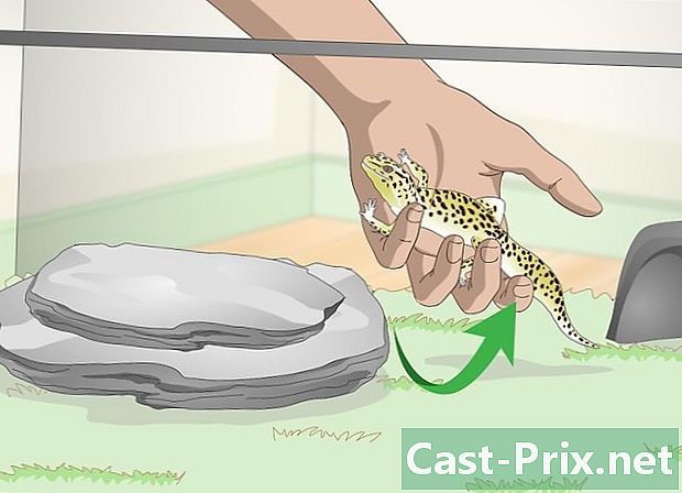 Cómo divertirse con su gecko leopardo - Guías
