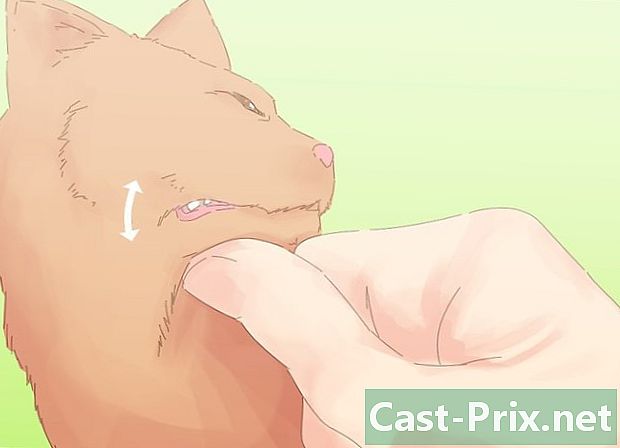 Hur man räddar en katt som kväver - Guider