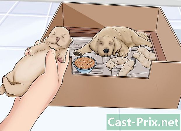 Πώς να σώσετε ένα νεογέννητο κουτάβι που είναι αδύναμος